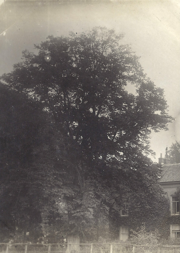 Deze Linde heeft aan de westzijde van "Valkenburg" gestaan tot in de jaren `50 van de twintigste eeuw, waarna het als beeldengroep voorbestond bij het verzorgingstehuis "Bosrand" aan de Oranjeweg in Oosterbeek. (Zie bij Heijbroek)